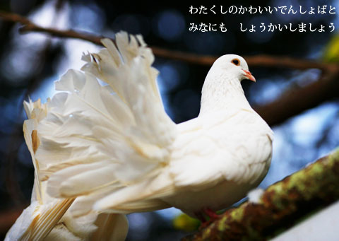わたくしのかわいいでんしょばと